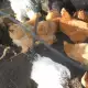. Снимка на продавам яйца от брама и пилета