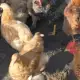 . Снимка на продавам яйца от брама и пилета