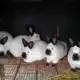 . Снимка на Продавам зайци
