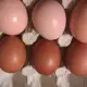. Снимка на разплодни яйца СВЕТЪЛ СЪСЕКС , син и черен МАРАН.
