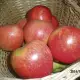. Снимка на ябълки от производител