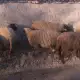 . Снимка на Продавам овце