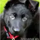 . Снимка на ОВЧАРКИ продава Развъдник за кучета от породи