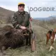 . Снимка на ЛОВНИ кучета ГОНЧЕТА - развъдник