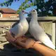 . Снимка на Бели гълъби за сватби и тървества
