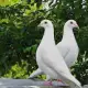 . Снимка на Бели гълъби за сватби и тървества