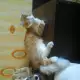 . Снимка на Търся женска котка за разплод.