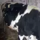 . Снимка на продавам крава на трето теле с 20 литра мляко