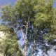. Снимка на Рязане и кастрене на дървета