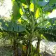 . Снимка на Бананово дърво студоустойчиво семена