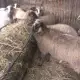 . Снимка на Продавам 11 овце с 5 с агнета