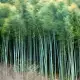 . Снимка на Бамбук семена - Moso Bamboo