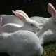 . Снимка на продавам зайци за клане броилерна порода между 2.7 и 3 кг.