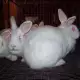 . Снимка на продавам зайци за клане броилерна порода между 2.7 и 3 кг.