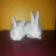 . Снимка на продавам зайци цика
