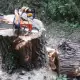 . Снимка на Професионално рязане на опасни дървета, поддръжка и оформяне