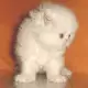. Снимка на Бяло персийскo котенце.