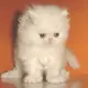 . Снимка на Бяло персийскo котенце.