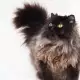 . Снимка на Персийска котка женска, и мъжка на 6м., родословие.