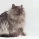 . Снимка на Персийска котка женска, и мъжка на 6м., родословие.