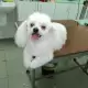 . Снимка на Подстригване на кучета