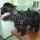 . Снимка на Подстригване на кучета