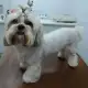 . Снимка на Подстригване на кучета в Стара Загора
