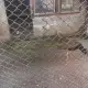 . Снимка на Продавам двойка 3 годишни индийски пауни