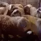 . Снимка на продавам стадо овце