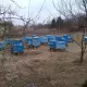 . Снимка на кошери с пчели