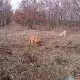 . Снимка на Кокер шпаньол за лов на трюфели