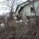 . Снимка на Подарявам стадо от 10 кози и 6 ярета срещу гледане .