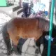 . Снимка на продавам шотландско пони - 900 лв
