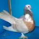 . Снимка на Продавам гълъби