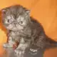 . Снимка на Малко персийско котенце