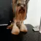 . Снимка на Подстригване на кучета в груминг салон Катриз