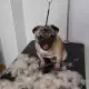. Снимка на Подстригване на кучета в груминг салон Катриз