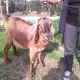 . Снимка на продавам 4истокравна англонубииска коза парвескина