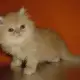 . Снимка на Персийски котенца - промоции - голям избор