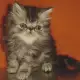 . Снимка на Персийски котенца - промоции - голям избор