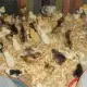 . Снимка на Продавам пилета от над 10 породи декоративни кокошки
