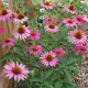 . Снимка на Ехинацея - красиво градинско цвете и полезна билка