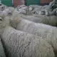 . Снимка на продавам 48 овце