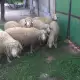 . Снимка на Продавам овце