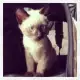 . Снимка на Продавам сиамски котета, родени на 02.05.2018