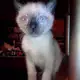 . Снимка на Продавам сиамски котета, родени на 02.05.2018