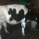 . Снимка на Продавам крави и юници