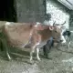 . Снимка на Продавам крави и юници