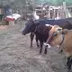 . Снимка на Продавам две крави и една юница
