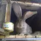 . Снимка на ПРОДАВАМ зайци Белгийски великан